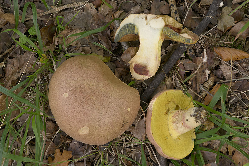 Butyriboletus pseudoregius